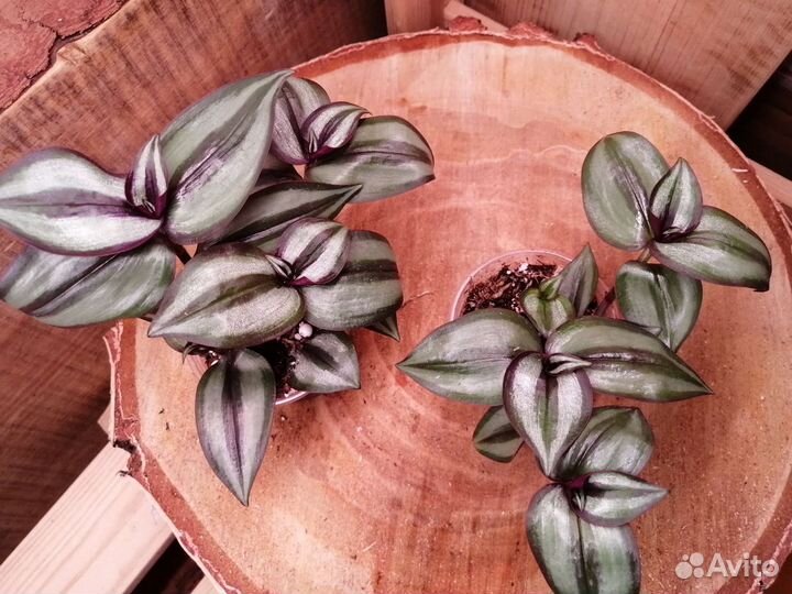 Комнатные растения / традесканция