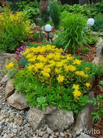 Растения д/альпийской горки/рокария