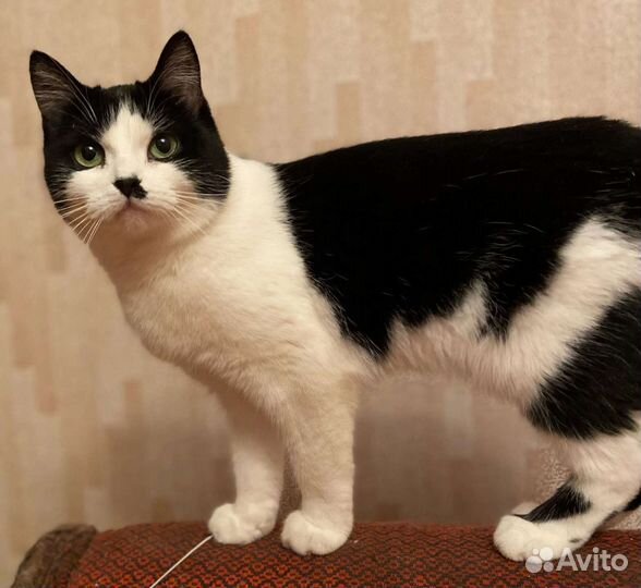 Кошку предал хозяин