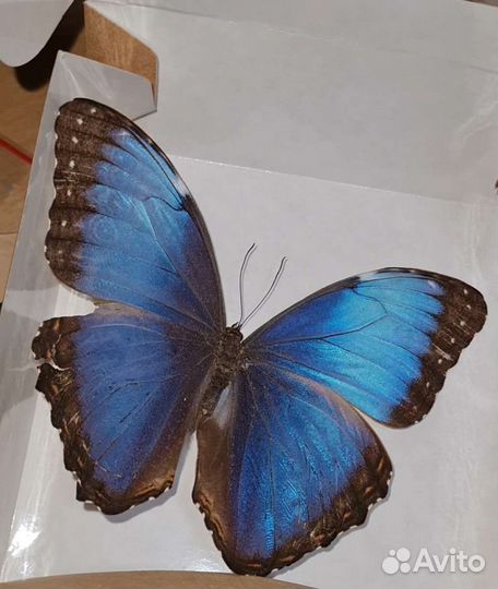 Продам бабочек