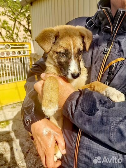 Щенок мальчик в добрые руки