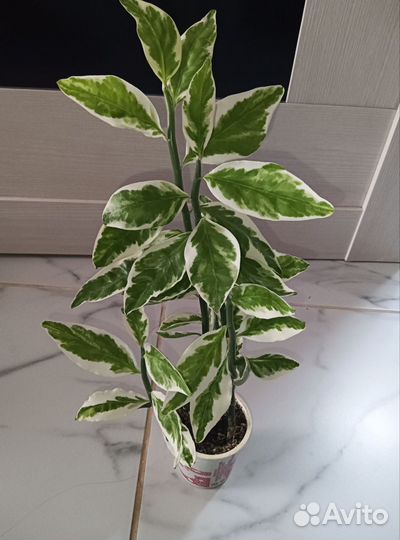 Педилантус