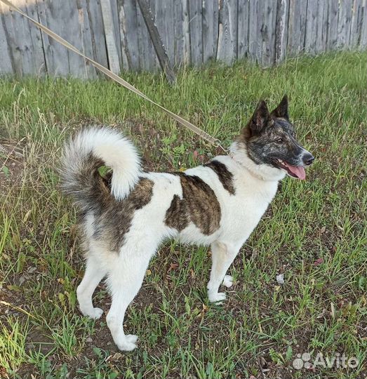 Прекрасная дама в добрые руки