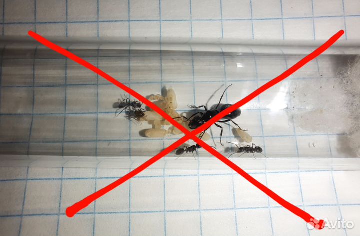 Муравьи Messor structor