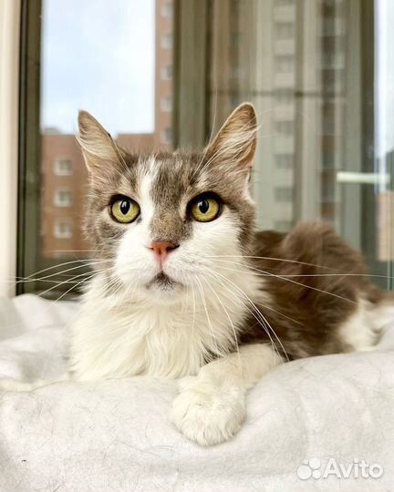 Бьенси - кошечка метис породы мейн-кун в дар