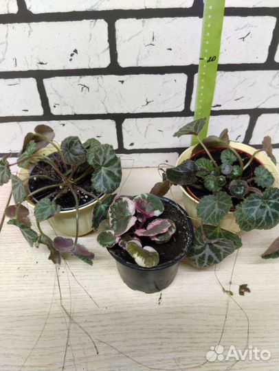 Камнеломка, саксифага