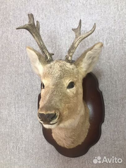 Чучело головы косули