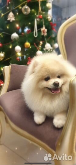 Курсы груминга