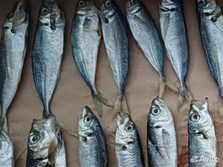 Вяленая рыба морская Черноморская под заказ