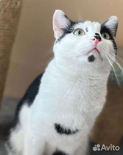 Бросили за то что ласковый