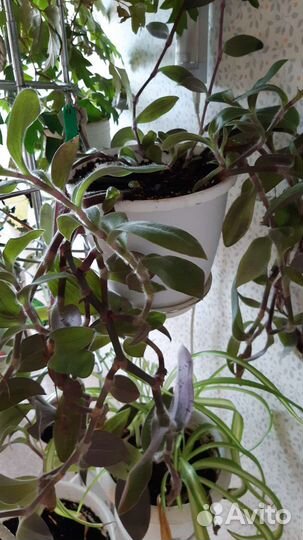 Традесканция