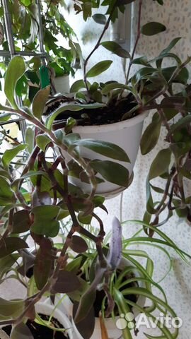 Традесканция