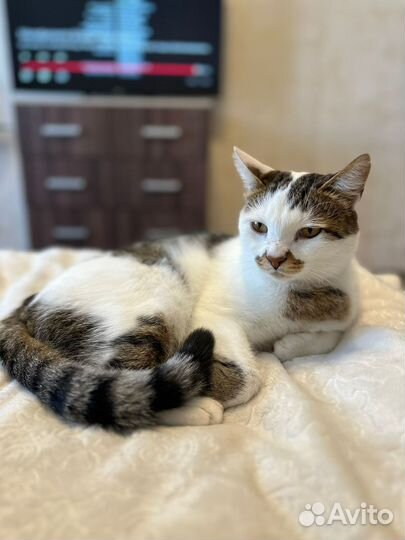 Котик ищет дом