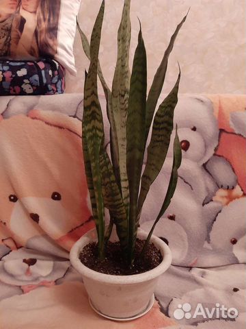 Сансевиерия