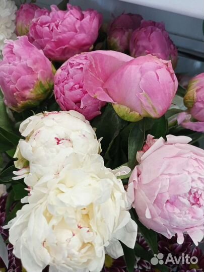 Гипсофила букет на день учителя