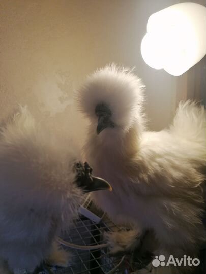 Петушки молодые китайские шелковые