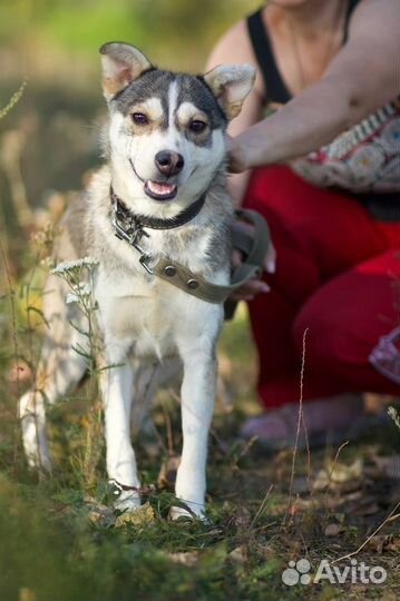 Маленька хаски
