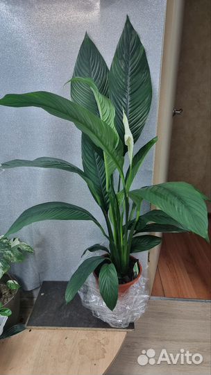 Спатифиллум Сенсация 24/130