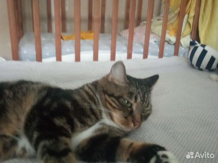 Кот
