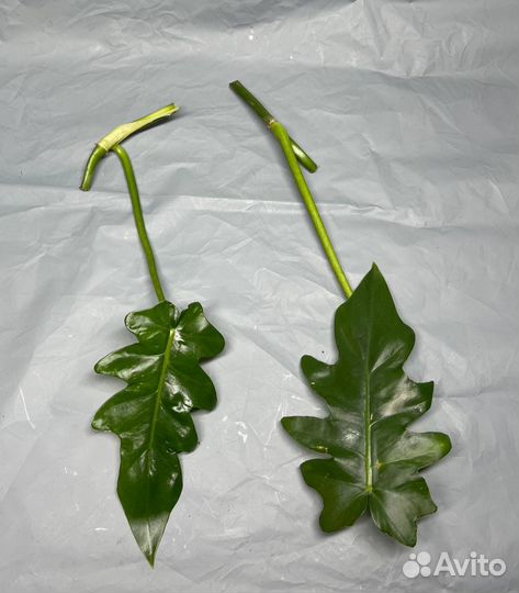 Филодендрон Bob cee, Рафидофора декурсива