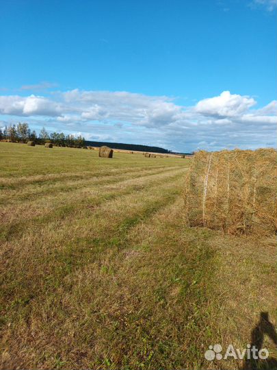 Продам сено в тюках 500кг. 250кг