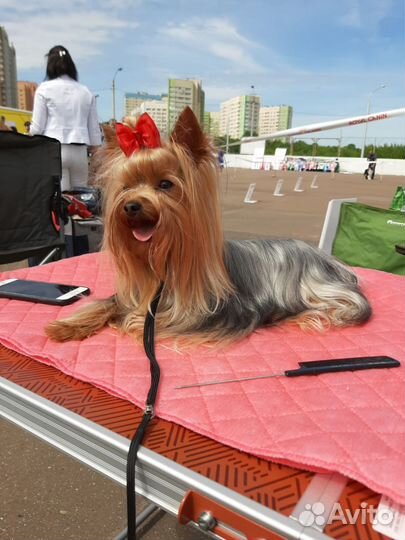 Йоркширский терьер