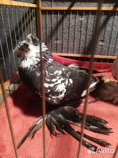 Средне азиатские голуби