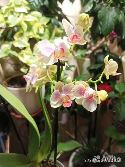 Орхидея Phal. I-Hsin Confetio IS2744