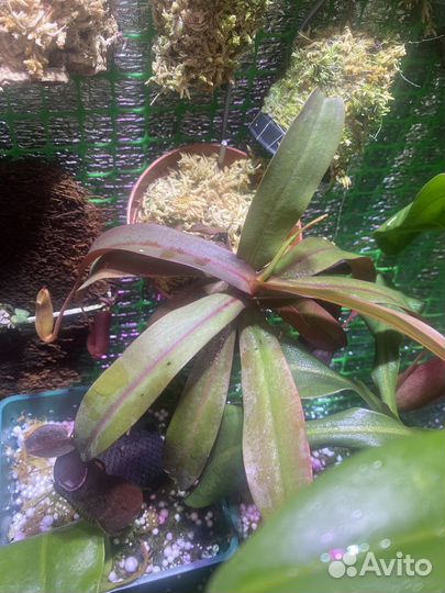 Nepenthes sanguinea