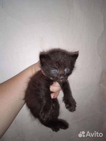 Домик для кошки бесплатно