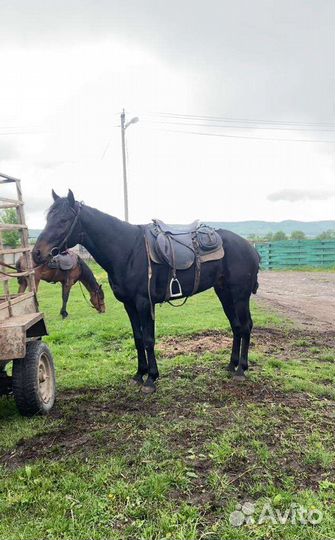 Карачаевский жеребец
