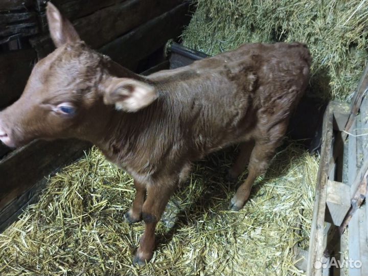 Телочки,козлята