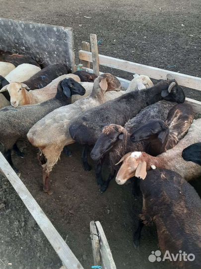 Курдючные бараны овцы