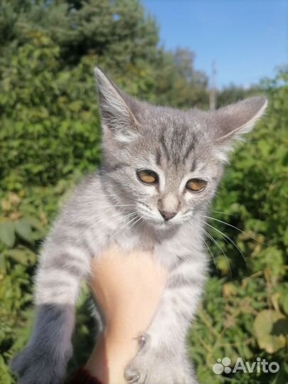 Серый котенок девочка
