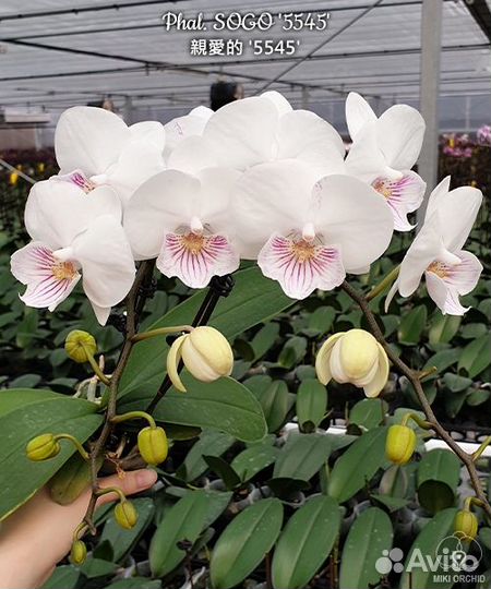 Орхидея Phal. sogo '5545'