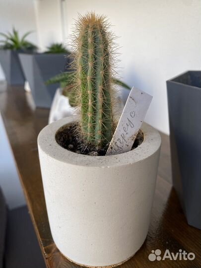 Суккулент в бетонном горшочке