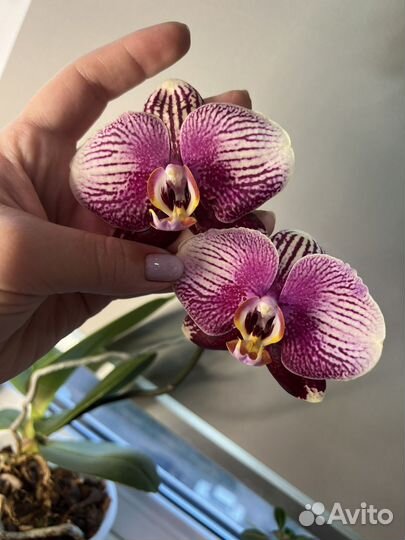 Орхидеи фаленопсис разные