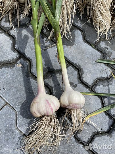 Чеснок