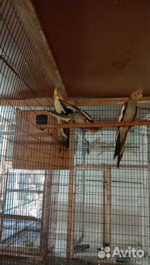 Попугай карелла