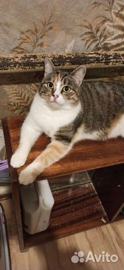 Анфиса ищет дом