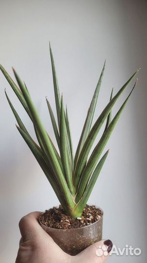 Сансевиерия Bunlue Torch silver