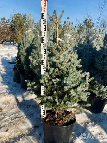 Ель голубая блю даймонд