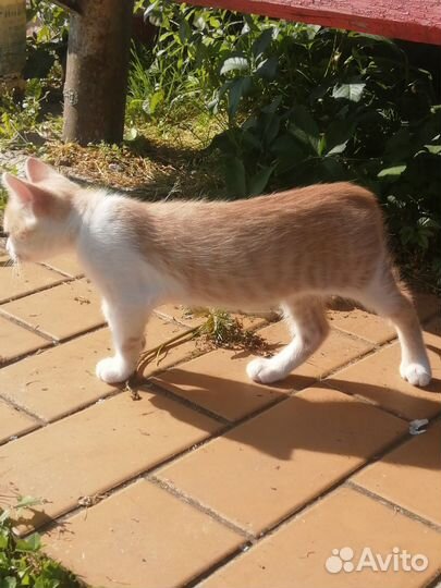 Котенок в добрые руки
