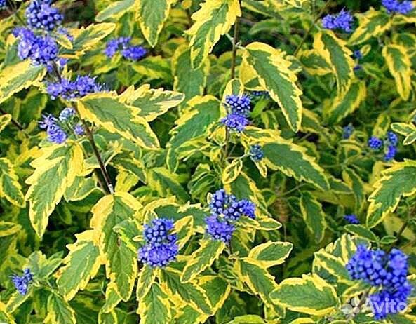 Кариоптерис