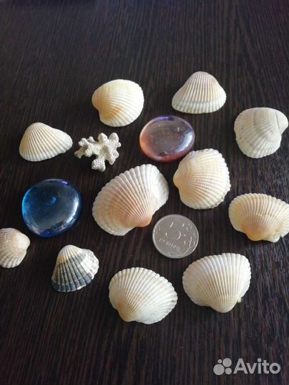 Ракушка для декора