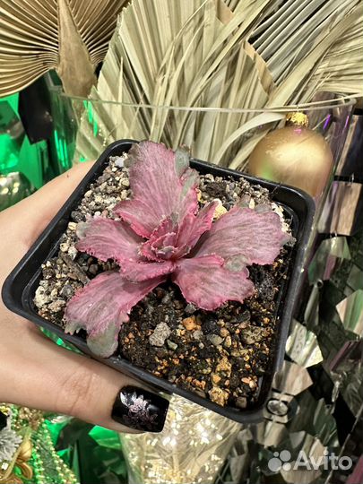 Эхеверия дракон фин