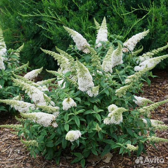 Будлея давида саженцы в кассетах