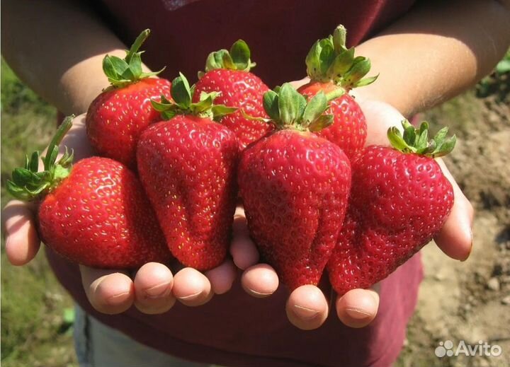 Клубника рассада