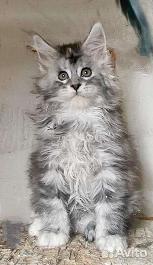 Серебряные кошечки мейн куна