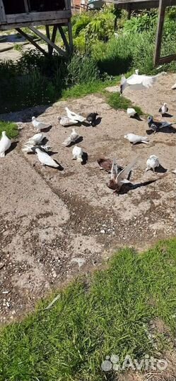 Бойные голуби разных видов